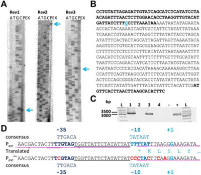 Modulation of sol mRNA expression by the long non-coding RNA Assolrna in Clostridium saccharoperbutylacetonicum affects solvent formation